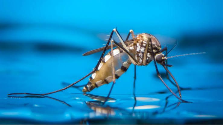 Mosquitoes and Rain : Avoid - Deadly Combination