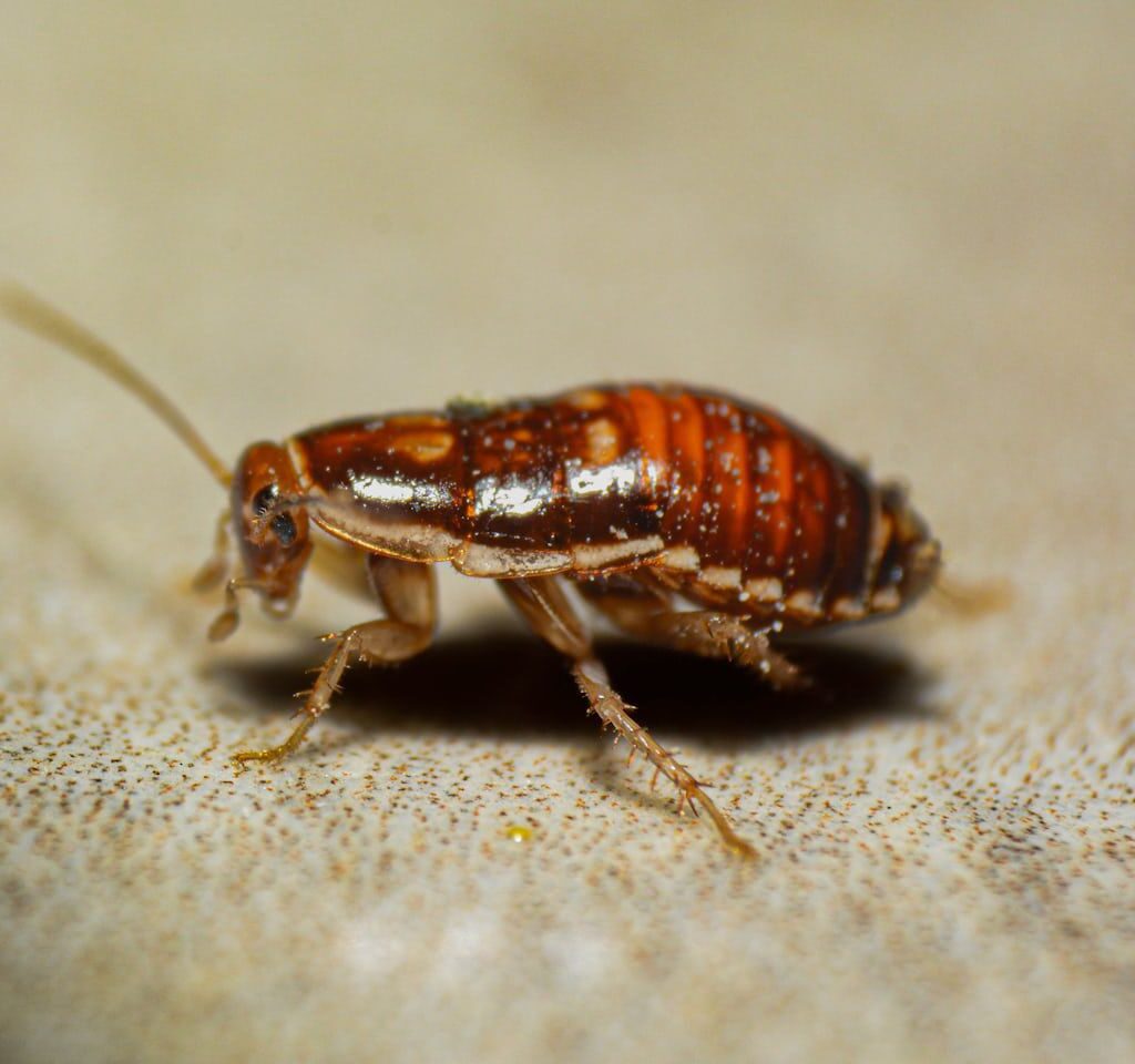 Urban cockroach survival: pest control Dubai